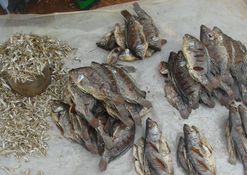 Kiboswa Market Kisumu Kenya tilapia, Nile perch